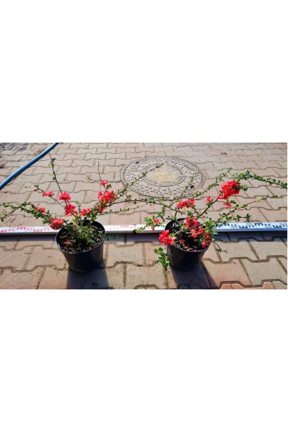 Айва Пинк Лейди - 5л/вис.40-60см/Ø50-70см